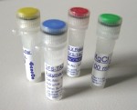 Maximo DFS-Plus Taq DNA Polymerase DNA-free (500u)