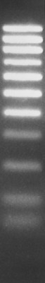 50bp DNA ladder (no loading dye) 