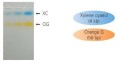 6X DNA loading buffer 