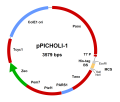 pPICHOLI vectors DNA 