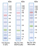 BlueStar PLUS Prestained Protein Ladder