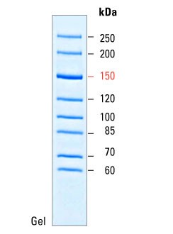 PageRuler Unstained High Range Protein Ladder 