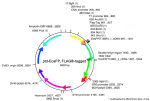 pcDNA3-vector, td-EosFP, FLAG®-tagged, lyophilized DNA