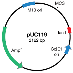 pUC119 Vector DNA Mapa