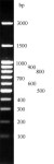 100-3000 bp DNA Rainbow Ladder (ready-to-use)