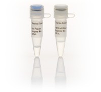 Fast DNA End Repair Kit