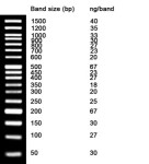 NZYDNA Ladder VI