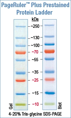 Protein Ruler PageRuler™ Prestained Protein Ladder Plus - Barwione - wyposażenie ...