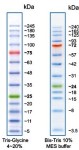 GENE`s Protein Ladder Extended prestained