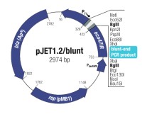 CloneJET™ PCR Cloning Kit