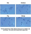 Minute™ Single Nuclei and Cytosol Isolation Kit for Adipose Tissues/Cultured Adipocytes 