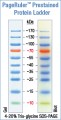 PageRuler™ Prestained Protein Ladder 