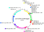 pcDNA3-vector, wt-EosFP, FLAG®-tagged, lyophilized DNA