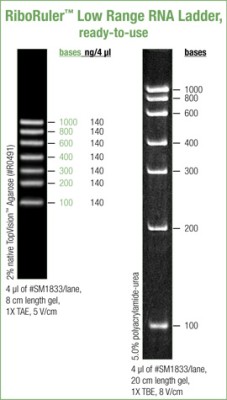 RiboRuler™ RNA Ladder, Low Range, ready-to-use 