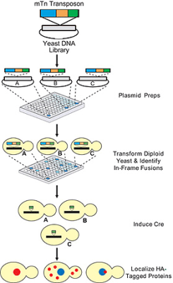 Yeast mTn plasmid collection 