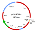pPICHOLI vectors DNA 