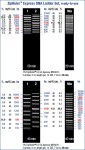 ZipRuler™ Express DNA Ladder Set