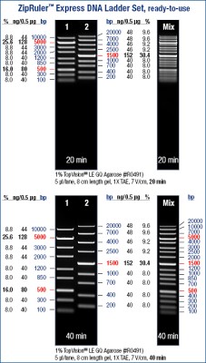 ZipRuler™ Express DNA Ladder Set 