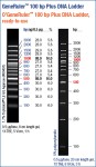 GeneRuler™ 100bp DNA Ladder Plus, ready-to-use