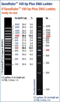 GeneRuler™ 100bp DNA Ladder Plus, ready-to-use 