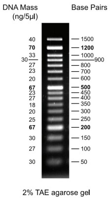 FastGene 50 bp DNA Ladder ready-to-use (+ Orange G) 