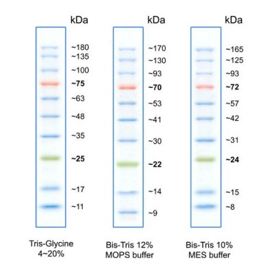 GENE`s Protein Ladder PS10 PLUS prestained 