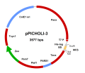 pPICHOLI vectors DNA 