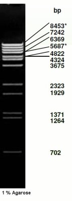 λ-DNA/ BstE II Digest 