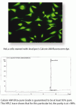 Calcein, AM UltraPure Grade, 5 mM solution in anhydrous DMSO - 200 µl