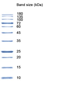 NZYBlue Protein Marker 