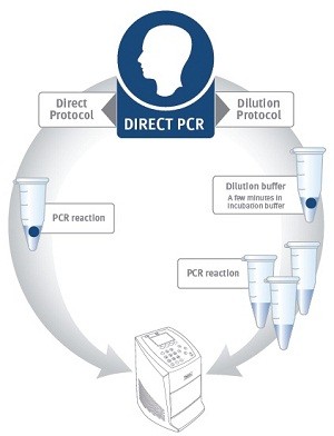 Phusion® Human Specimen Direct PCR Kit 