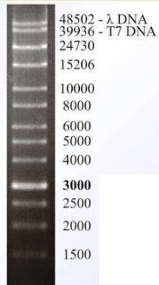 50 kb large-range DNA ladder 