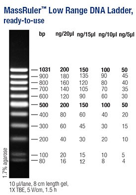 MassRuler™ DNA Ladder, Low Range, ready-to-use 