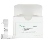 NZY M-MuLV Reverse Transcriptase