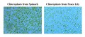 Minute™ Chloroplast Isolation Kit 