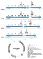 aLICator™ LIC Cloning and Expression Kit 4 (N-terminal His-tag/WQ) 