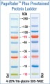 PageRuler™ Prestained Protein Ladder Plus 