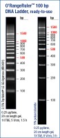O'RangeRuler™ 100bp DNA Ladder, ready-to-use