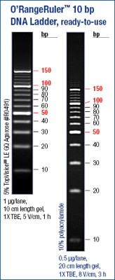 O'RangeRuler™ 10bp DNA Ladder, ready-to-use 