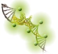 Midori Green Direct DNA Stain 