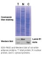 Minute™ Single Nuclei and Cytosol Isolation Kit for Adipose Tissues/Cultured Adipocytes 