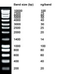 NZYDNA Ladder III (1kb)