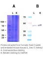 Minute™ Protein Extraction Kit for Fixed and Embedded Tissues 