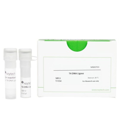 T4 DNA ligase 