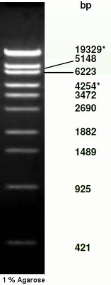λ-DNA/ Sty I Digest 