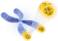 Human Telomerase Protein (HEK-293T Cell Pellet)