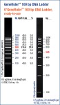 GeneRuler™ 100bp DNA Ladder, ready-to-use