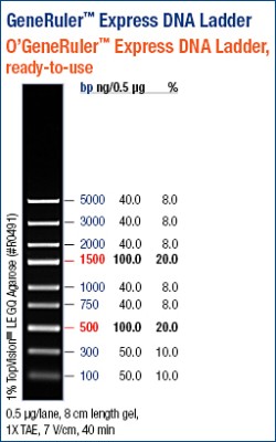 GeneRuler™ Express DNA Ladder 