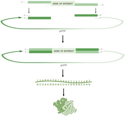 NZYEasy Cloning & Expression kit XVI 